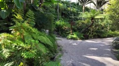 Canlı Lizbon bahçesinde tropikal bitkiler.