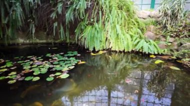 Merkez Lizbon 'un canlı bahçesi tropikal bitkilerle dolu.