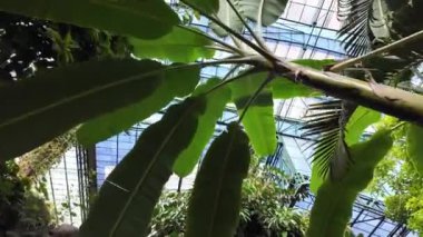 Lisbons botanik parkında yemyeşil bitkiler gelişiyor.