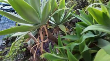 Lizbon 'un merkezinde gelişen yeşil bir alan.