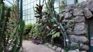 Lizbon 'da bir botanik bahçesinde tropikal cennet.