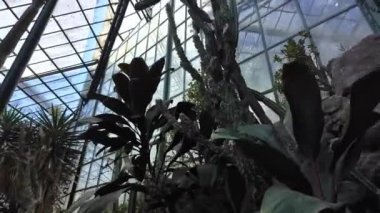 Lizbon 'un merkezinde gelişen botanik bahçesi.