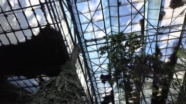 Lizbon 'da bir bahçe vahasında yemyeşil bir bitki..