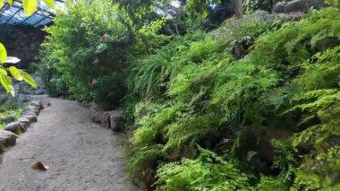 Lisbons botanik bahçesinde egzotik bitkiler.