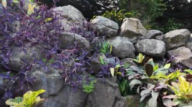 Lisbons Botanik Parkı canlı bitkiler sergiliyor.