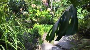 Lizbon botanik bahçesinde yetişen yoğun bitkiler.