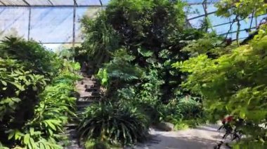 Lizbon 'da bir botanik bahçesinde canlı yeşillik.