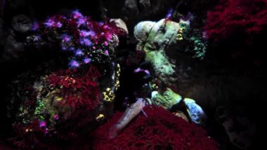 Lisbon akvaryumu tropik deniz sakinleriyle doludur..