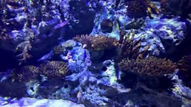 Lizbon 'un akvaryum tanklarında egzotik deniz canlıları.