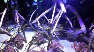 Lisbons okyanusundaki muhteşem deniz yaşamı ve tropikal balıklar.