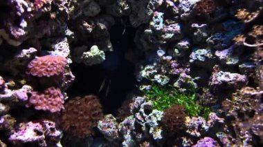 Lizbon 'un ana akvaryumunda tropik okyanus hayvanları sergilendi.