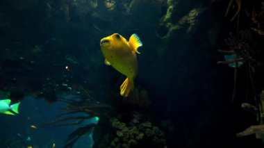 Lisbons 'daki renkli deniz altı yaşamı okyanusun üstünde..