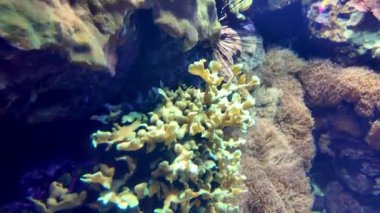 Lizbon 'un ana okyanusundaki tropikal balıkların su güzelliği.