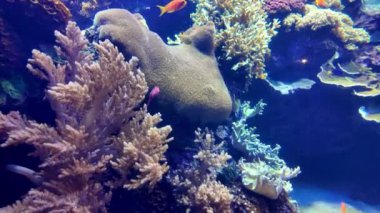 Tropikal deniz harikalarıyla dolu libonlar..