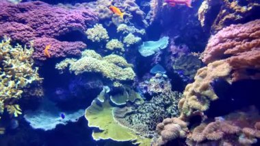 Lisbons 'un en büyük akvaryumunda egzotik deniz yaşamı ve tropikal balıklar.