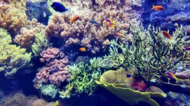 Lizbon 'un ünlü okyanusundaki sualtı tropikal türleri.