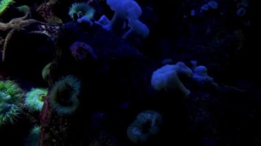 Lizbon okyanusundaki suda yaşam ve egzotik balıklar.