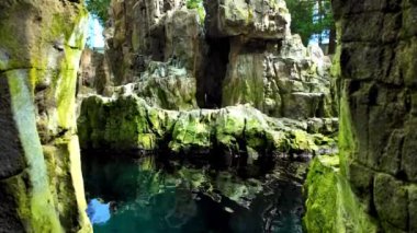 Lizbon 'un ana okyanusundaki su harikaları ve tropikal balıklar.