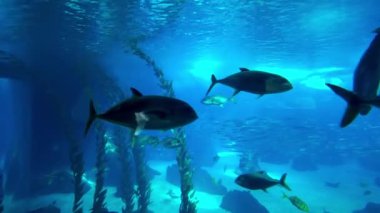 Lizbon akvaryumu egzotik balık ve deniz canlılarıyla doludur..