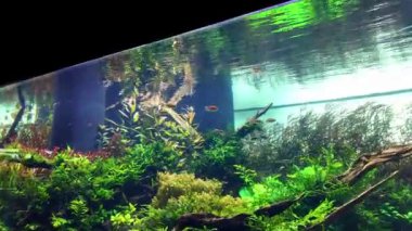 Lisbons akvaryumunda egzotik balıklar ve deniz altı yaşamı gelişiyor.