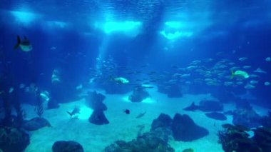 Lizbon 'un akvaryumu zengin bir dizi tropikal balığa ev sahipliği yapıyor.