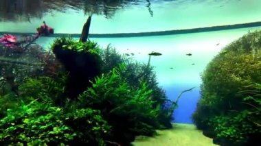 Lisbons akvaryum tanklarında parlak tropikal balık ve deniz yaşamı.