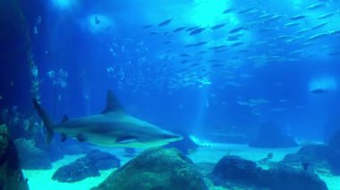 Lisbons akvaryumunda canlı tropikal deniz canlıları ve balıklar.