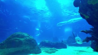 Lizbon akvaryumu renkli deniz yaşamı ve tropikal balıklarla dolu..