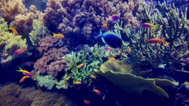 Lizbon Okyanusu, canlı bir tropik balık koleksiyonuna ev sahipliği yapıyor..