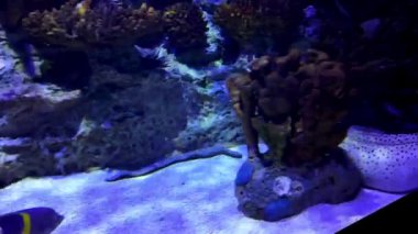 Lisbons akvaryumundaki tropikal balıklar da dahil olmak üzere canlı su altı yaşamı.