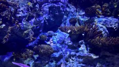 Lisbons okyanuslarında tropik su yaşamı sergileniyor.