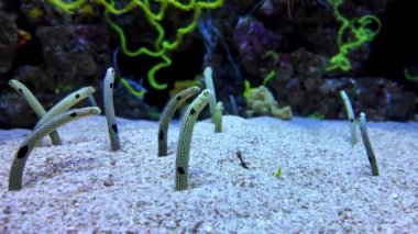 Lisbons Okyanusu 'nda deniz yaban hayatı ve tropikal balıklar gelişiyor..