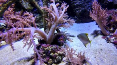 Lizbon akvaryumu tropik deniz sakinleriyle dolu..