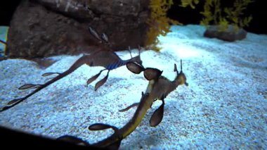 Lizbon okyanusundaki olağanüstü egzotik deniz hayvanları..