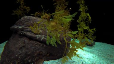 Lizbon 'un önde gelen okyanuslarında renkli tropikal deniz canlıları.