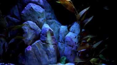 Lisbons Okyanusu 'ndaki egzotik deniz ortamları.