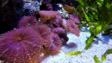 Lizbon akvaryumları egzotik deniz yaşamının canlı görüntüleridir..