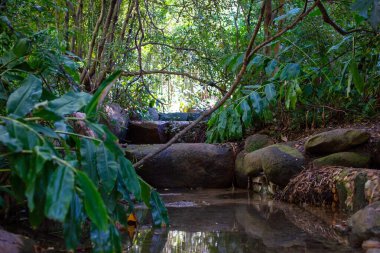 Ormandaki küçük dere, tropikal orman, Kosta Rika, Orta Amerika