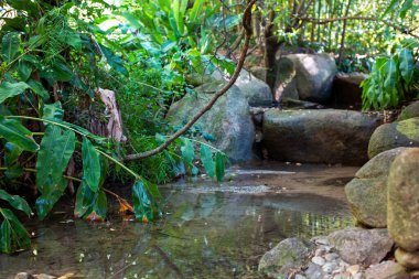 Tropikal yağmur ormanlarındaki küçük bir derenin manzara görüntüsü.