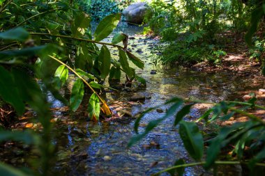 Ormandaki küçük derede küçük bitkiler ve yeşil yapraklar var. Doğa arkaplanı