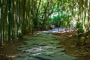 Doi Inthanon Ulusal Parkı 'ndaki bambu ormanında yol, Chiang Mai, Tayland