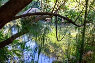 Çam ağaçları ve ormanda suda yansıyan küçük bir nehir.