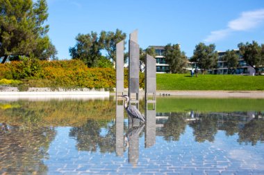 Fıskiyenin suyundaki gri balıkçılın yansıması.