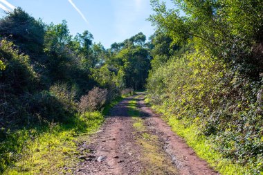 Arka planda ağaçlar ve çalılar olan ormandaki toprak yol.