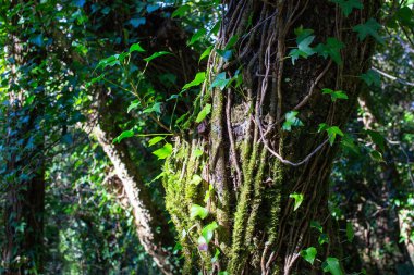 Yağmur ormanlarında bir ağaç gövdesine tırmanmak.
