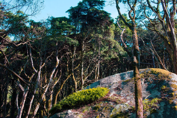 Trees growing on a rock in the forest. Nature background.