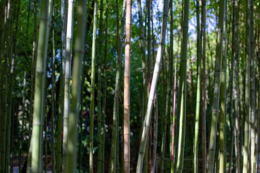 Japonya, Kyoto 'da bambu ormanı. Arashiyama, Kyoto 'nun en popüler turizm merkezlerinden biridir..