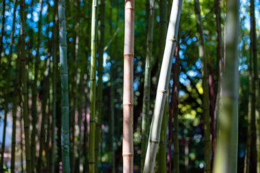 Sabahın köründe bambu ormanı. Bambu ormanının doğal arka planı.