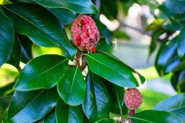 Magnolia grandiflora, manolya ağacı olarak da bilinir..
