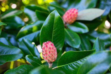 Magnolia grandiflora, cüce manolya olarak da bilinir..